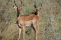 Two impala buck